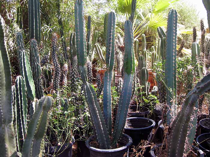 Cereus hildmannianus